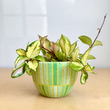 Load image into Gallery viewer, 6" Table Planter - 8
